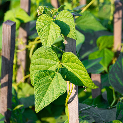 Yellow Bean Seeds Pole Beans Yellow Pole Beans Seeds For 20x Neckargold