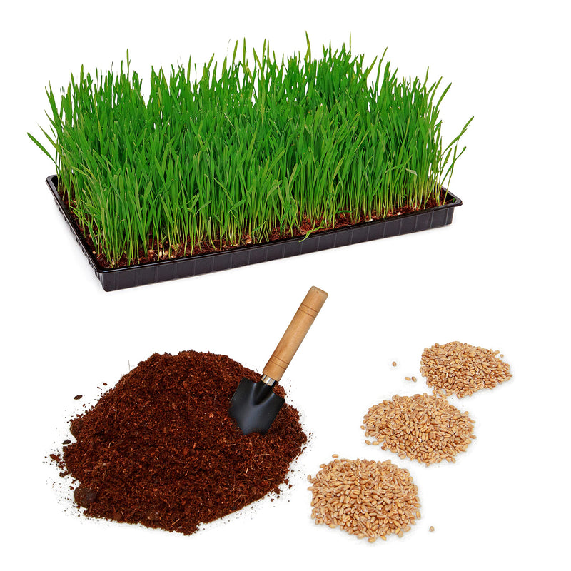 PAW OLYMP ® CAT GRASS PLANT SET WITH PLASTIC BOWL