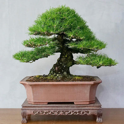 OWNGROWN FR BONSAI SET