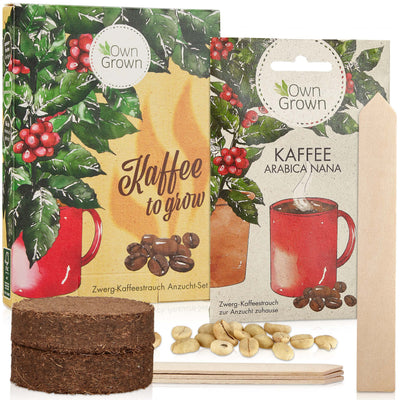 OWNGROWN COFFEE GIFT SET: COFFEE GIFT SET WITH COFFEE SEEDS FOR APPROX. 5 BEAUTIFUL COFFEE HOUSE PLANTS –