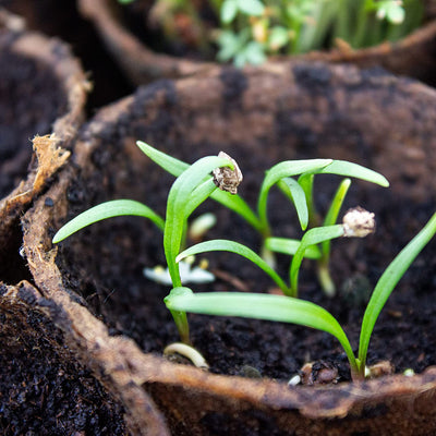 OWNGROWN PLANT POTS BIODEGRADABLE: SET OF 60 PLANTING POTS