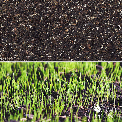 OWNGROWN RE-SEEDING LAWN PELLETS: QUICK-GERMINATION LAWN SEEDS WITH PROTECTIVE COAT 180G À 10M² –