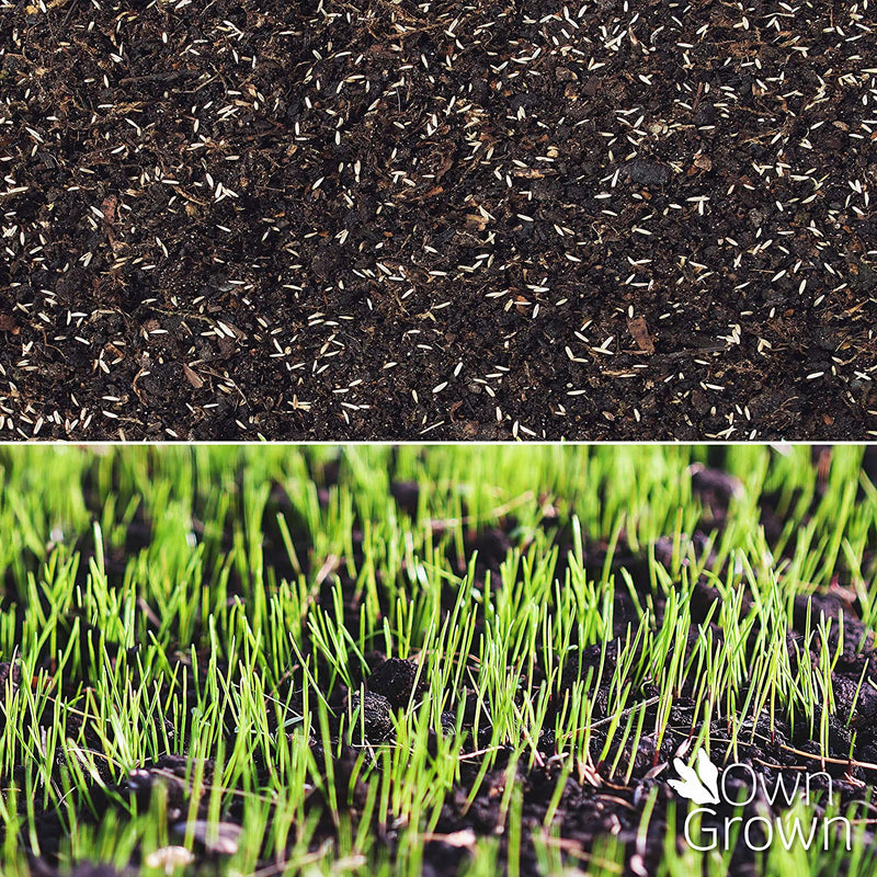 OWNGROWN RE-SEEDING LAWN PELLETS: QUICK-GERMINATION LAWN SEEDS WITH PROTECTIVE COAT 180G À 10M² –