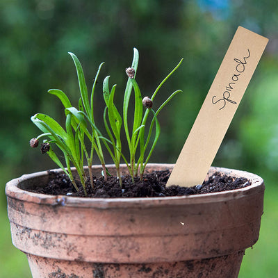 Plug-in labels for labeling plastic plant stakes with 120x